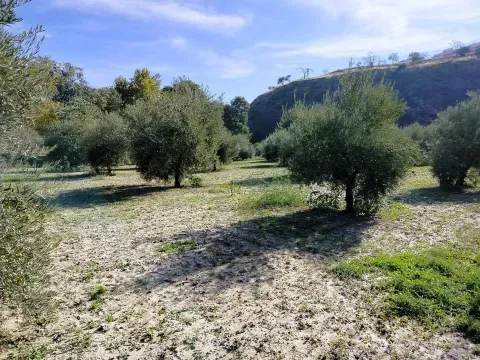Finca de Olivos en Venta en Loja, Granada | 9.000 m² - foto 11 de 12 (Loja)