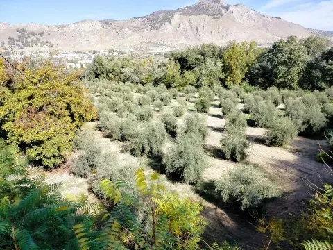 Finca de Olivos en Venta en Loja, Granada | 9.000 m² - foto 5 de 12 (Loja)