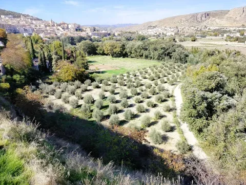 Finca de Olivos en Venta en Loja, Granada | 9.000 m² - foto 7 de 12 (Loja)