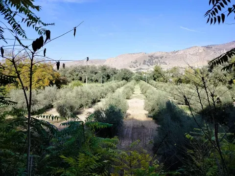 Finca de Olivos en Venta en Loja, Granada | 9.000 m² - foto 9 de 12 (Loja)