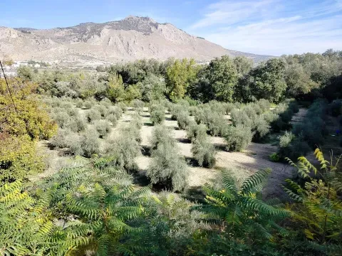 Finca de Olivos en Venta en Loja, Granada | 9.000 m² - foto 6 de 12 (Loja)