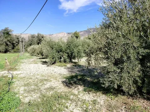 Finca de Olivos en Venta en Loja, Granada | 9.000 m² - foto 12 de 12 (Loja)