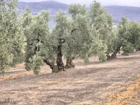 Finca con cortijo y olivar en venta en Loja | Granada - foto 3 de 12 (Loja)
