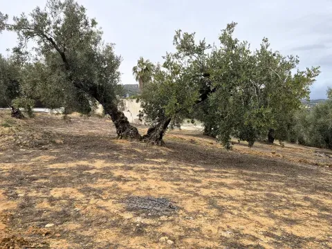 Finca con cortijo y olivar en venta en Loja | Granada - foto 4 de 12 (Loja)