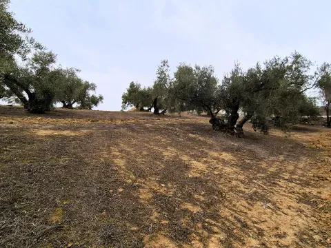 Finca con cortijo y olivar en venta en Loja | Granada - foto 11 de 12 (Loja)