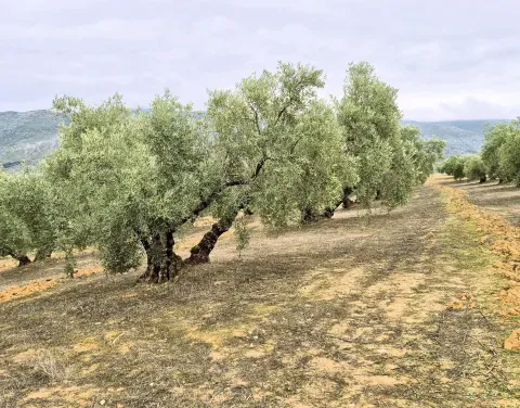 Finca con cortijo y olivar en venta en Loja | Granada - foto 7 de 12 (Loja)