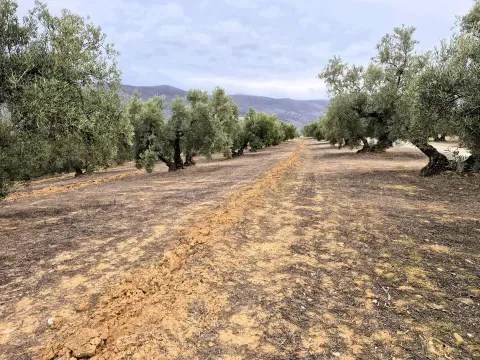 Finca con cortijo y olivar en venta en Loja | Granada - foto 2 de 12 (Loja)
