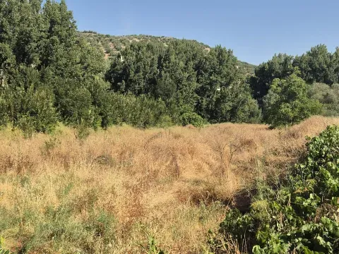 Finca rústica en venta en Algarinejo, Granada | 8.000 m² - foto 6 de 7 (Algarinejo)