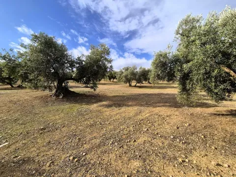 Finca rústica ecológica en venta en Salar, Granada - foto 10 de 12 (Salar)