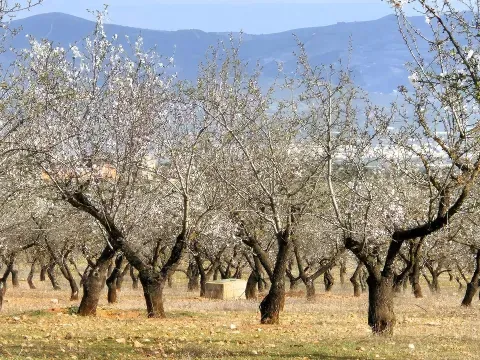 Finca Rústica de 20 Hectáreas con Olivos, Almendros, Riego Automatizado y Certificación Ecológica – Salar (Granada)