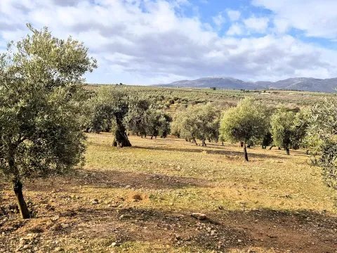 Finca rústica ecológica en venta en Salar, Granada - foto 5 de 12 (Salar)