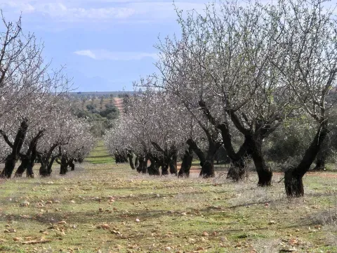 Finca rústica ecológica en venta en Salar, Granada - foto 11 de 12 (Salar)