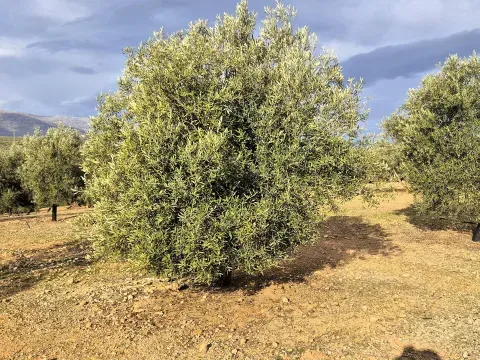 Finca rústica ecológica en venta en Salar, Granada - foto 6 de 12 (Salar)