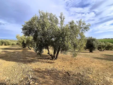 Finca rústica ecológica en venta en Salar, Granada - foto 7 de 12 (Salar)