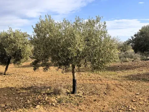 Finca rústica ecológica en venta en Salar, Granada - foto 2 de 12 (Salar)