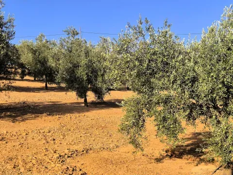 Finca mit Olivenhain und Haus in Loja, Granada kaufen - Foto 3 von 12 (Loja)