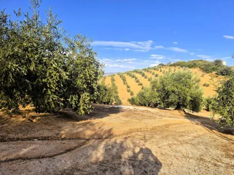 Finca en venta en Dehesa de los Montes – Con vivienda y olivar en producción