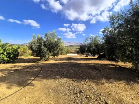Finca mit Olivenhain und Haus in Loja, Granada kaufen - Foto 12 von 12 (Loja)