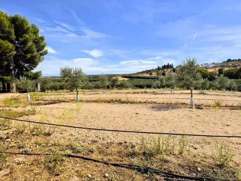 Finca de Olivos en Venta en Moraleda, Granada - foto 3 de 7 (Moraleda de Zafayona)