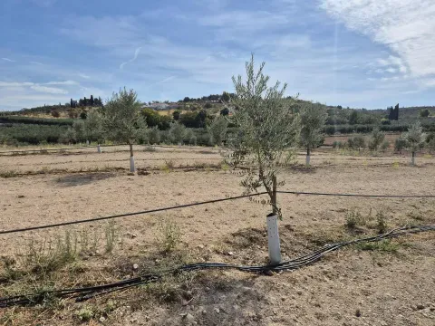 Finca de Olivos en Venta en Moraleda, Granada - foto 7 de 7 (Moraleda de Zafayona)