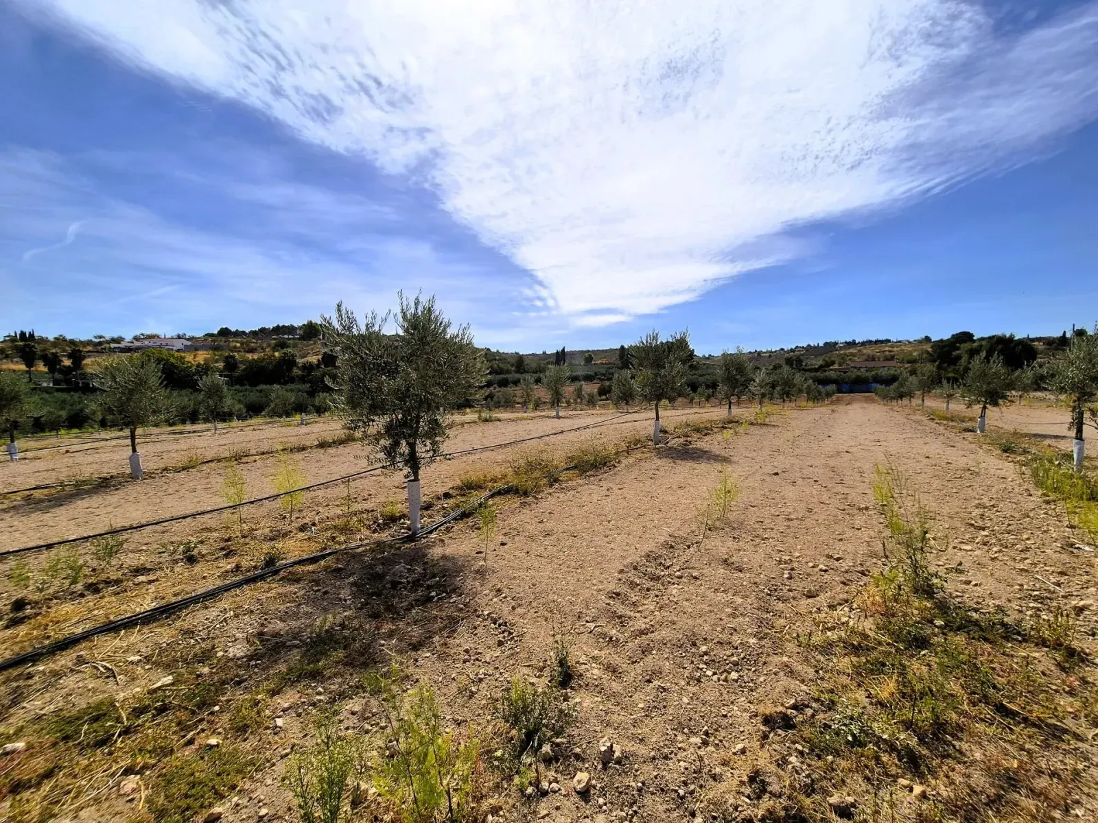 Finca de Olivos en Venta en Moraleda, Granada - foto 1 de 7 (Moraleda de Zafayona)
