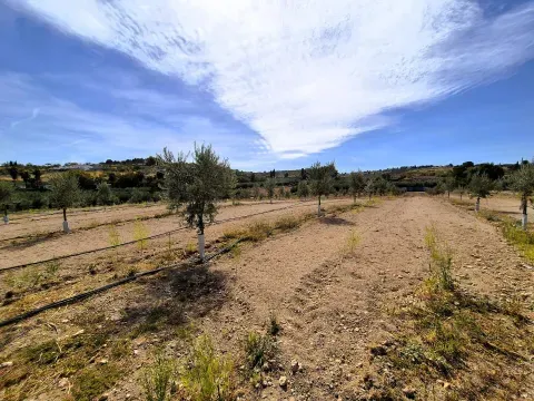Finca en Moraleda – Olivar Malteño con Riego