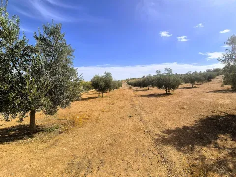 Finca rústica en venta en Moraleda de Zafayona | 10.500m² - foto 5 de 6 (Moraleda de Zafayona)