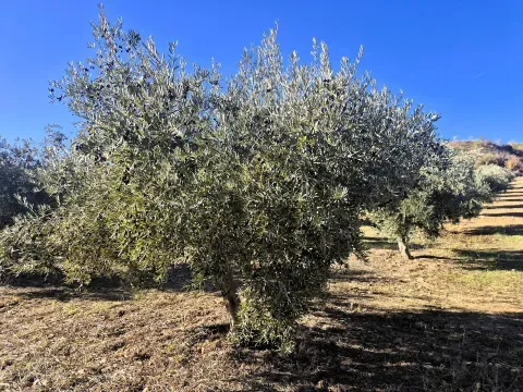 Olivenhain zum Verkauf in Cogollos de Guadix, Granada - Foto 8 von 12 (Cogollos de Guadix)
