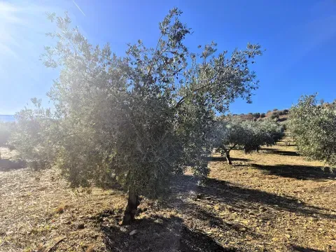 Olivenhain zum Verkauf in Cogollos de Guadix, Granada - Foto 9 von 12 (Cogollos de Guadix)