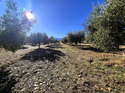 Olivenhain zum Verkauf in Cogollos de Guadix, Granada - Foto 6 von 12 (Cogollos de Guadix)