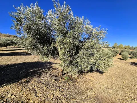 Olivenhain zum Verkauf in Cogollos de Guadix, Granada - Foto 3 von 12 (Cogollos de Guadix)