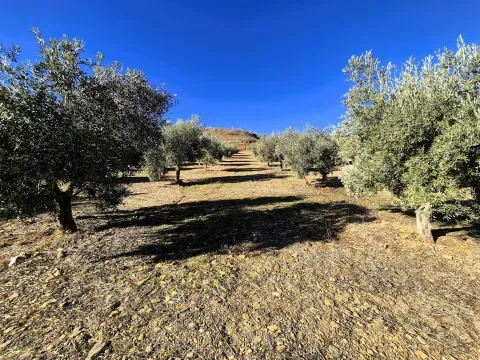 Olivenhain zum Verkauf in Cogollos de Guadix, Granada - Foto 12 von 12 (Cogollos de Guadix)