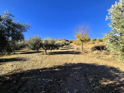 Olivenhain zum Verkauf in Cogollos de Guadix, Granada - Foto 5 von 12 (Cogollos de Guadix)