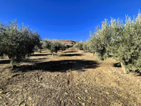 Olivenhain zum Verkauf in Cogollos de Guadix, Granada - Foto 7 von 12 (Cogollos de Guadix)