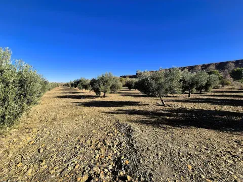 Olivenhain zum Verkauf in Cogollos de Guadix, Granada - Foto 2 von 12 (Cogollos de Guadix)