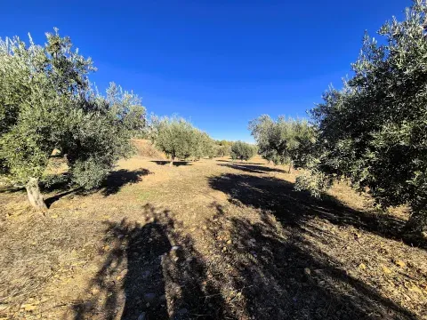 Olivenhain zum Verkauf in Cogollos de Guadix, Granada - Foto 11 von 12 (Cogollos de Guadix)