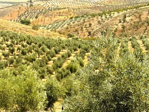 مزرعة زيتون للبيع في كاسين، غرناطة | 32 هكتار - الصورة 7 من 7 (Cacín)