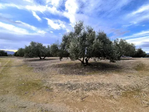 Finca de Olivar en Venta en Huétor Tájar, Granada - foto 8 de 12 (Huétor Tájar)