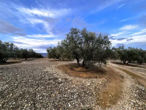 Finca de Olivar en Venta en Huétor Tájar, Granada - foto 6 de 12 (Huétor Tájar)