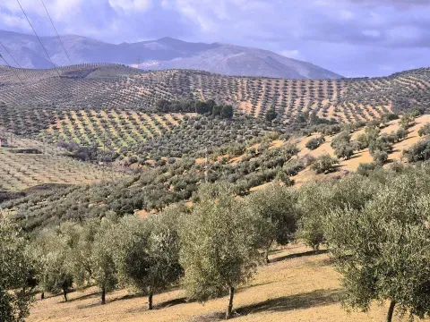Finca de olivar en venta en Salar, Granada - foto 5 de 12 (Salar)