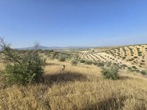 Parcelas Rústicas en Venta en Moraleda de Zafayona - foto 3 de 12 (Moraleda de Zafayona)