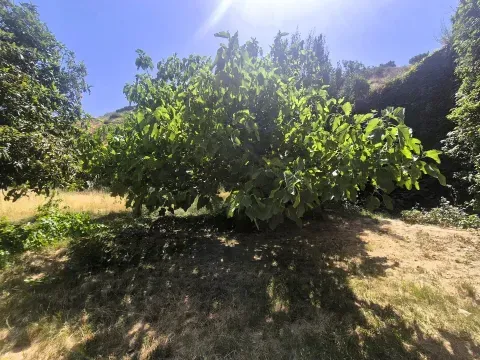 Venta Finca Rústica de Regadío en Loja | 1.000 m² - foto 5 de 12 (Loja)