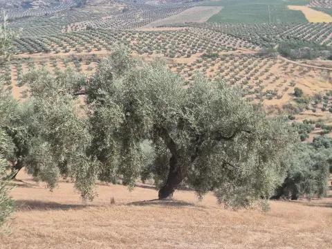 Venta de Finca de Olivar de 14.200 m² en Loja | Granada - foto 3 de 12 (Loja)