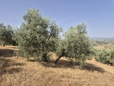 Venta de Finca de Olivar de 14.200 m² en Loja | Granada - foto 9 de 12 (Loja)