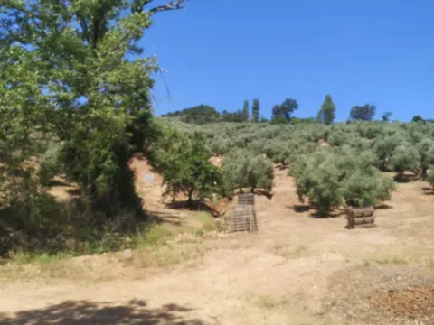 Venta de Finca de Olivar de 14.200 m² en Loja | Granada - foto 12 de 12 (Loja)