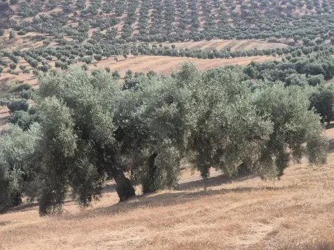 Venta de Finca de Olivar de 14.200 m² en Loja | Granada - foto 2 de 12 (Loja)