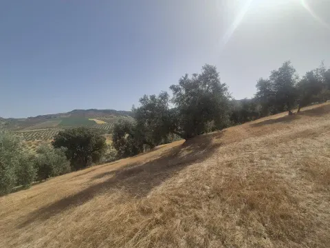 Venta de Finca de Olivar de 14.200 m² en Loja | Granada - foto 7 de 12 (Loja)