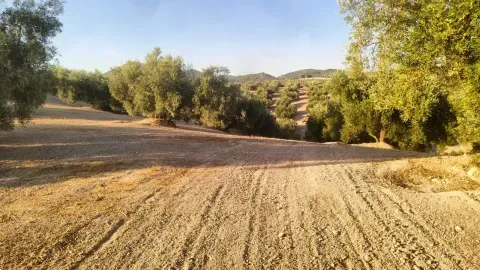 Finca de olivar en venta en Loja, Granada | 6,2 ha - foto 10 de 11 (Loja)