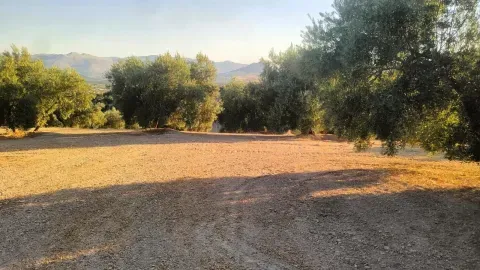 Finca de olivar en venta en Loja, Granada | 6,2 ha - foto 5 de 11 (Loja)