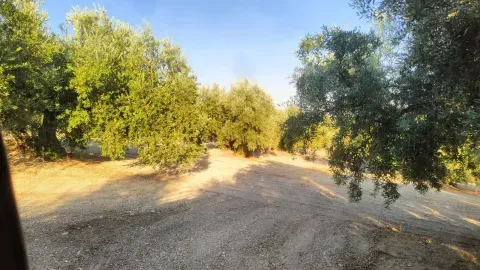 Finca de olivar en venta en Loja, Granada | 6,2 ha - foto 6 de 11 (Loja)